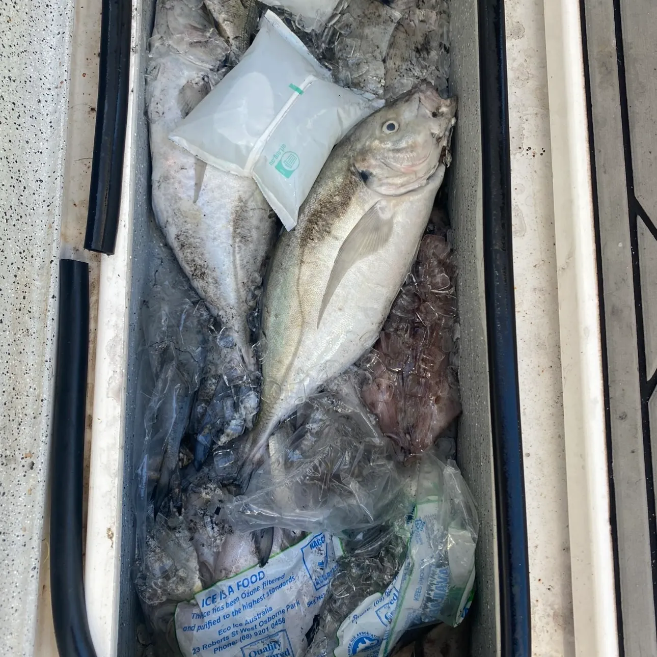 Silver trevally caught on Fishbrain