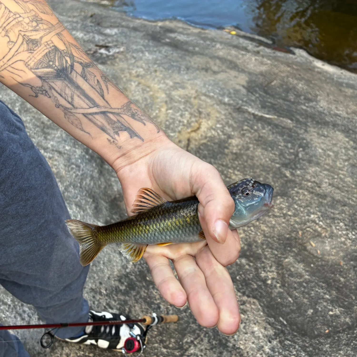 The most recent Creek chub catches on Fishbrain