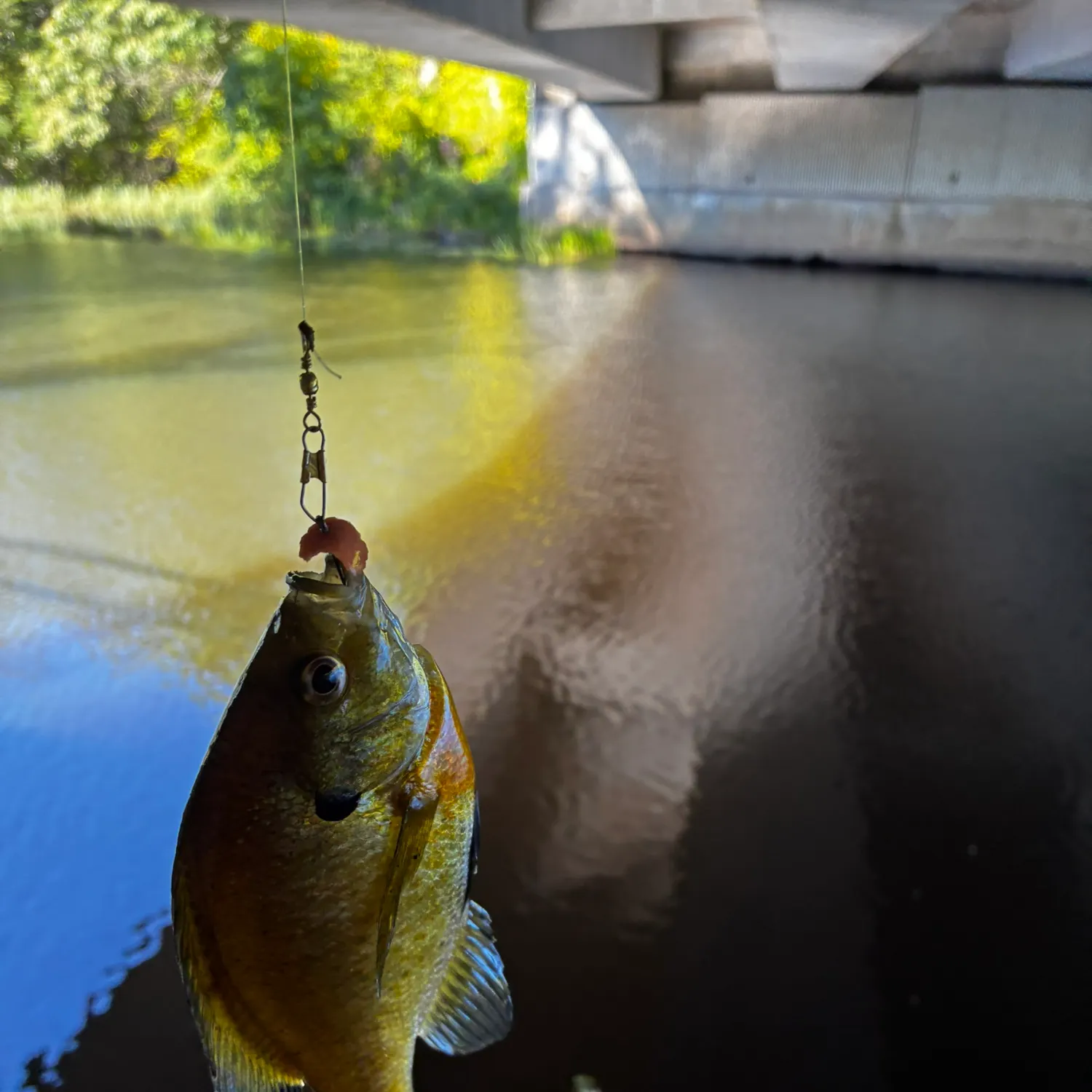 Bluegill caught on Fishbrain