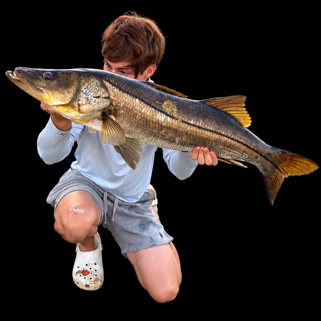 Common snook caught on Fishbrain