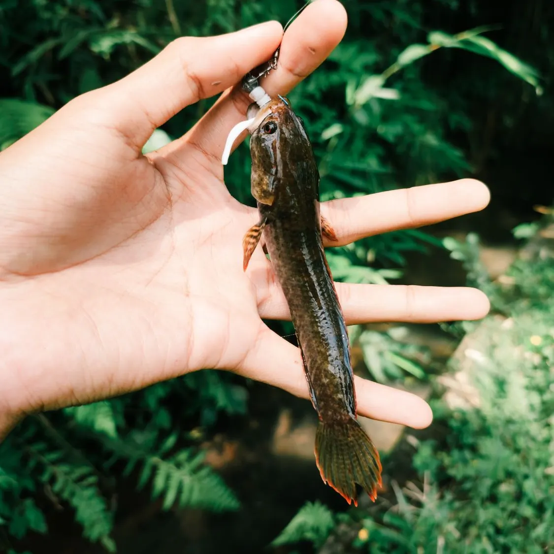 The most recent Forest snakehead catches on Fishbrain
