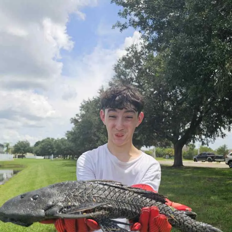 The most recent Snow Pleco catches on Fishbrain