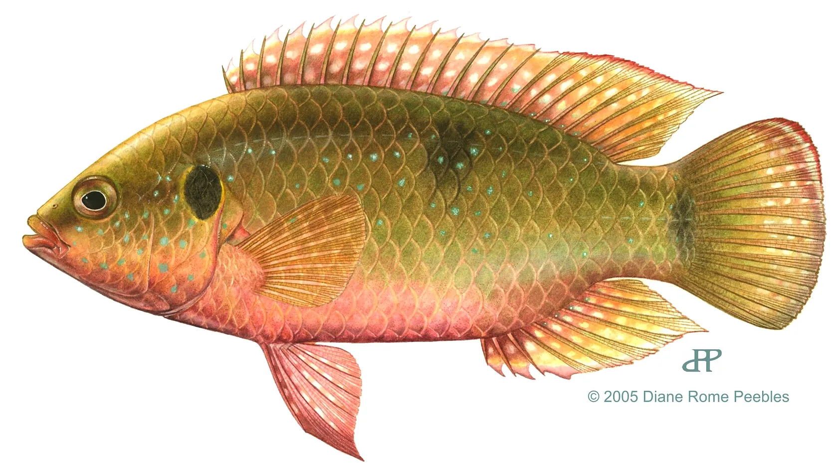 African Jewelfish