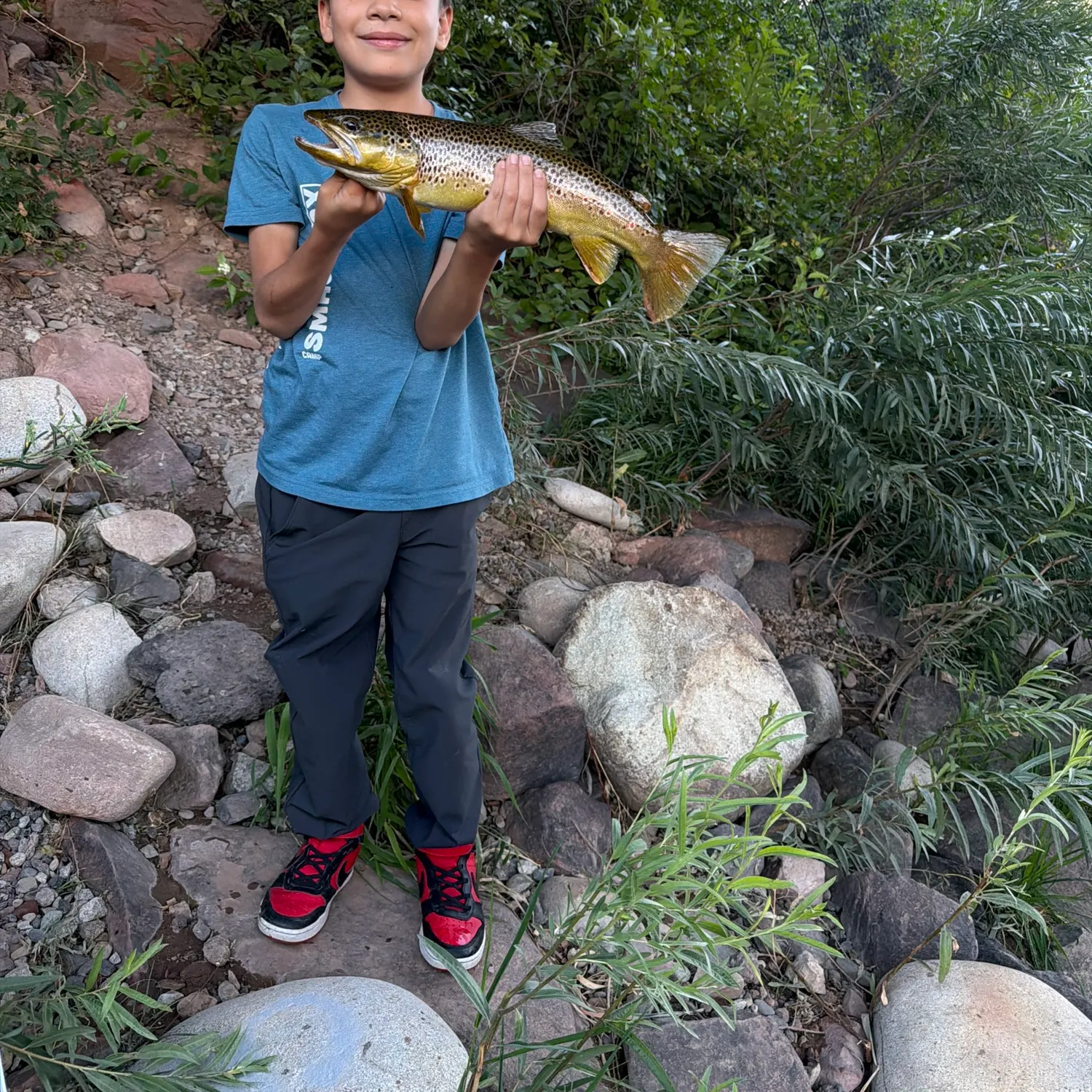 Brown trout caught on Fishbrain