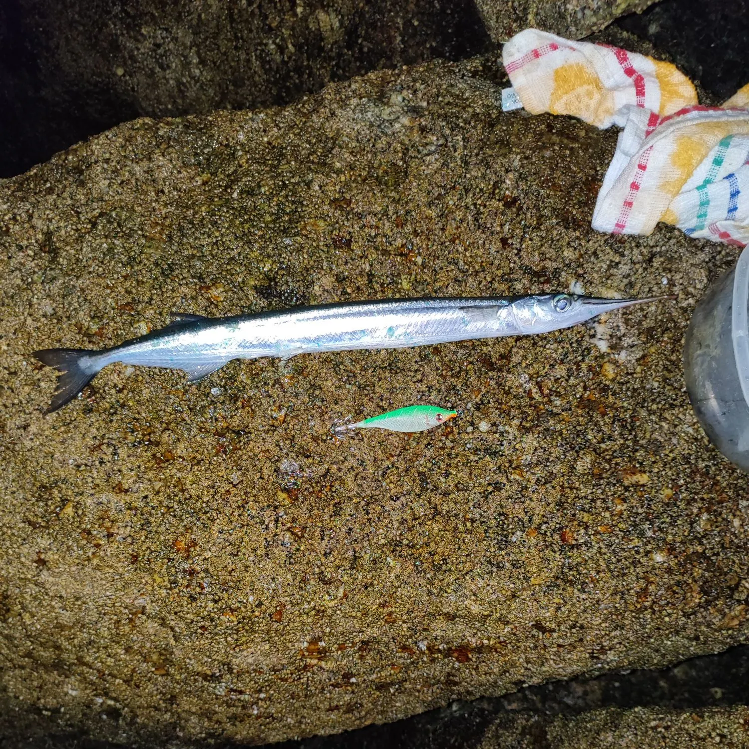 The most recent Agujon needlefish catches on Fishbrain