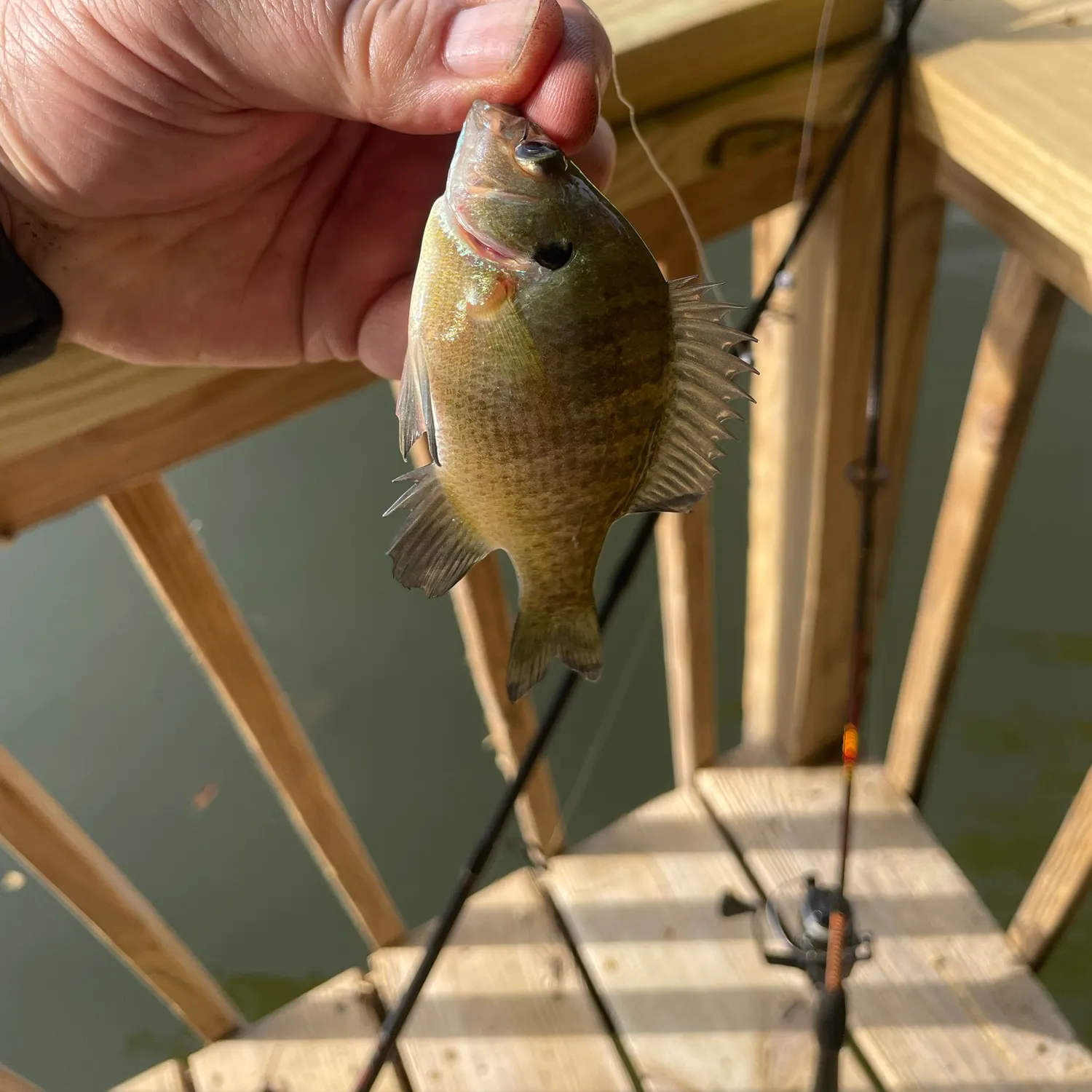 Bluegill caught on Fishbrain