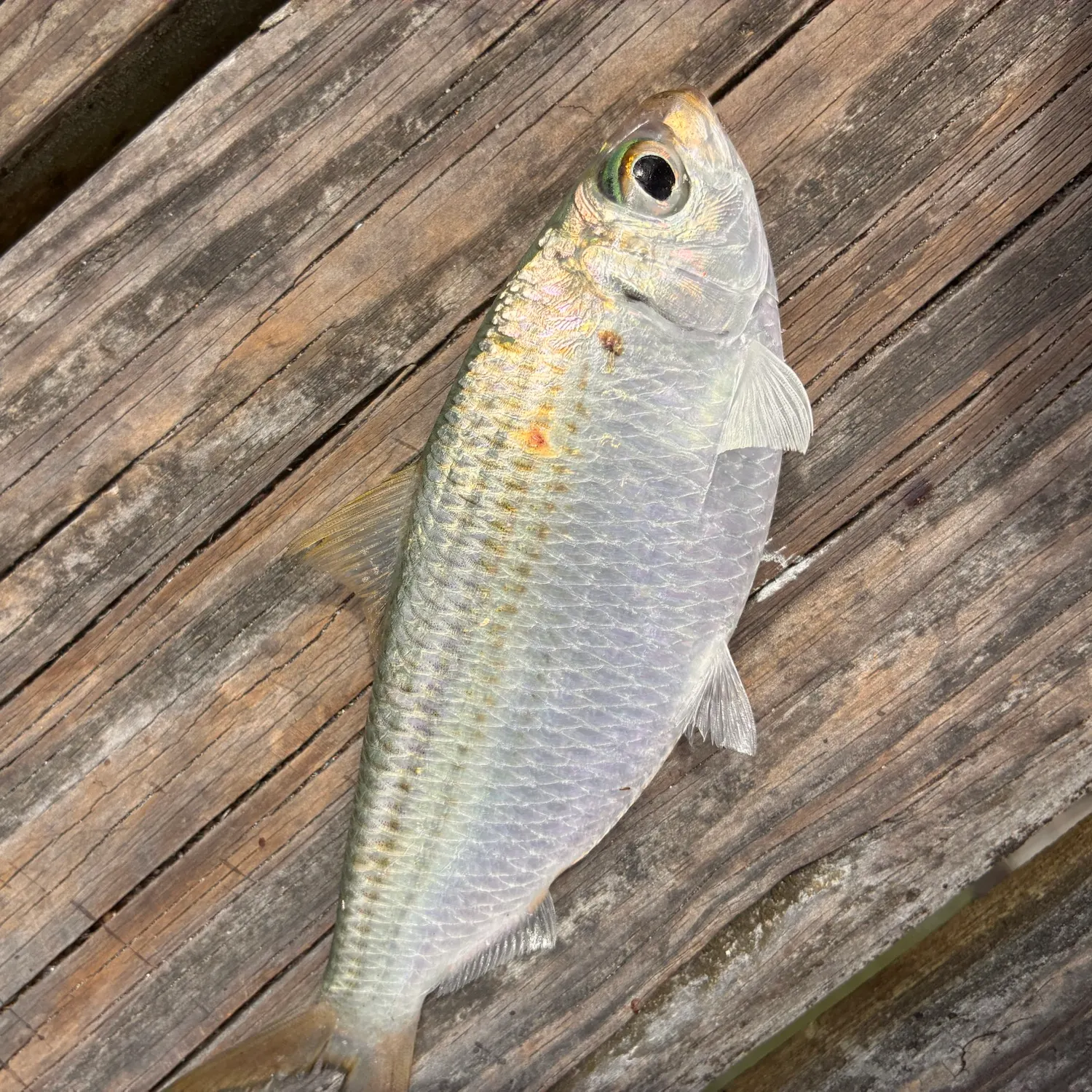 Scaled herring caught on Fishbrain