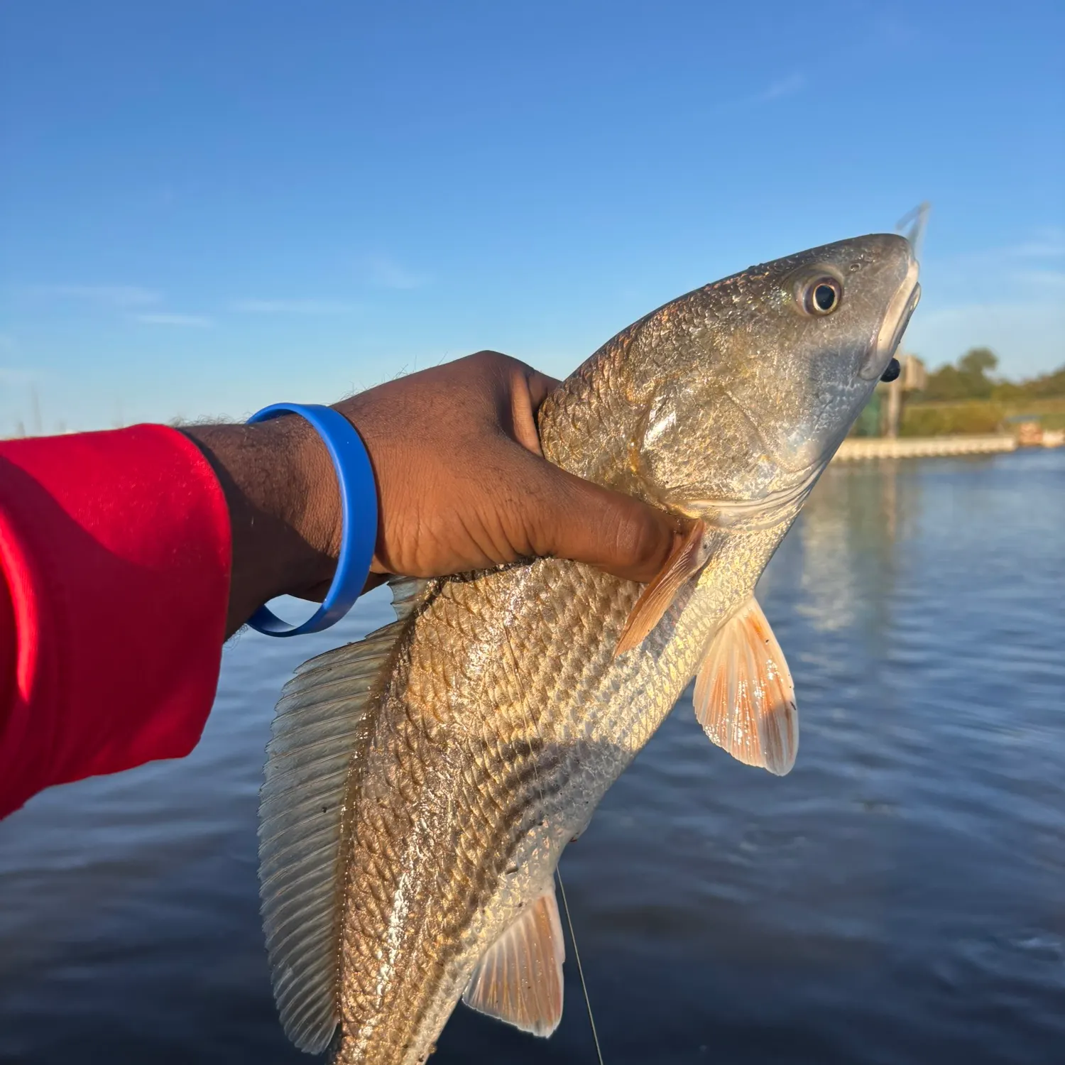 Red drum caught on Fishbrain