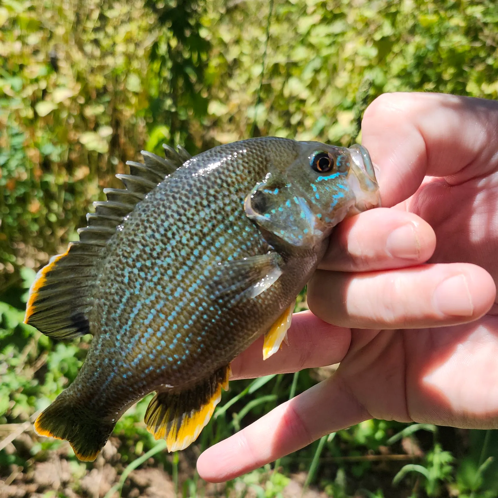Green sunfish caught on Fishbrain