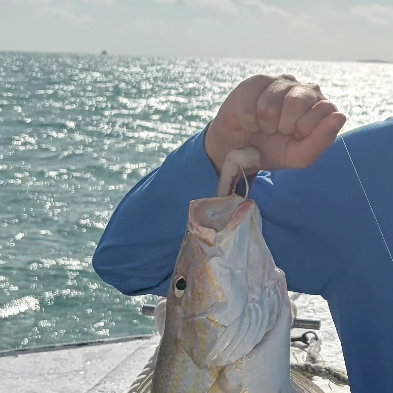 The most recent Lane snapper catches on Fishbrain