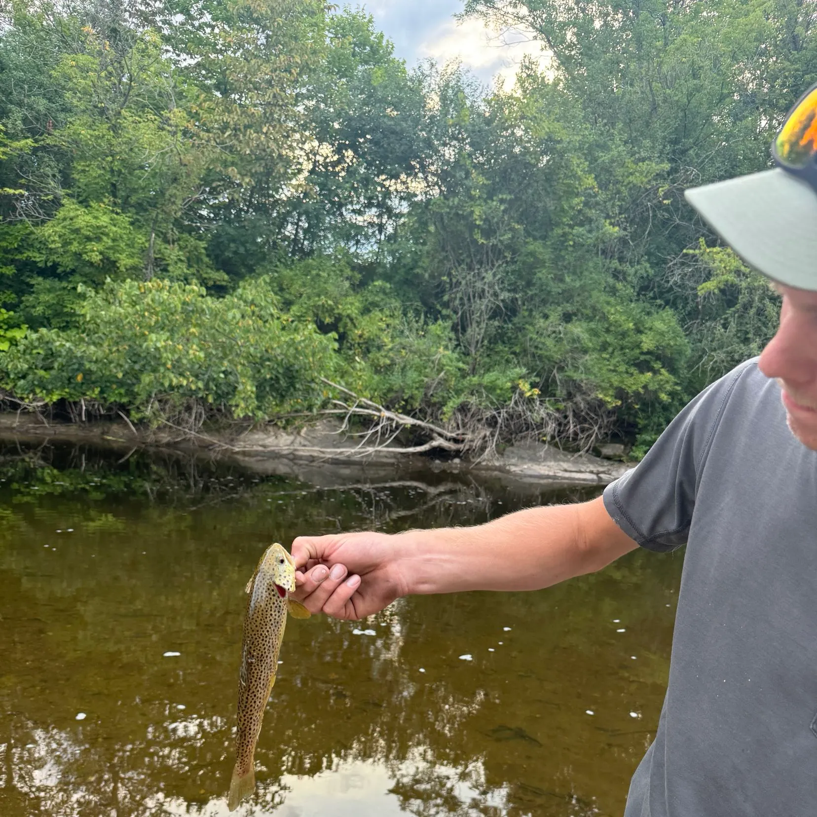 Brown trout caught on Fishbrain