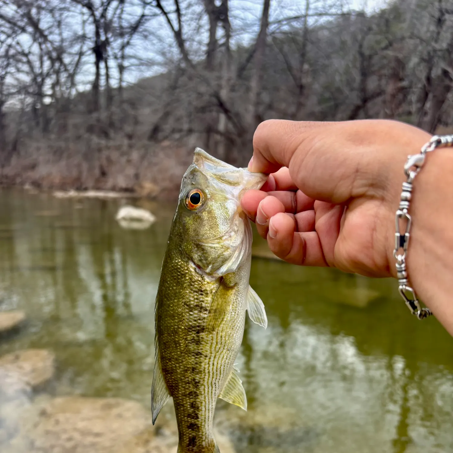 The most recent Guadalupe bass catches on Fishbrain