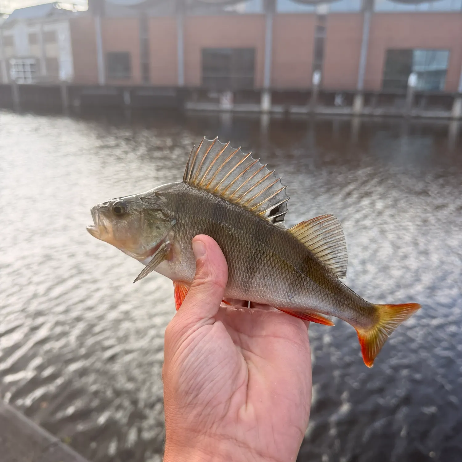 European perch caught on Fishbrain