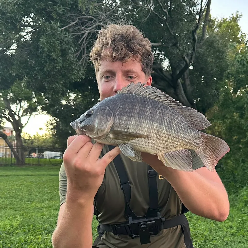 Nile tilapia caught on Fishbrain