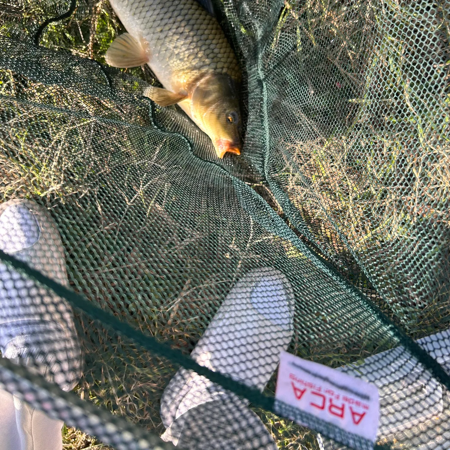 Common carp caught on Fishbrain