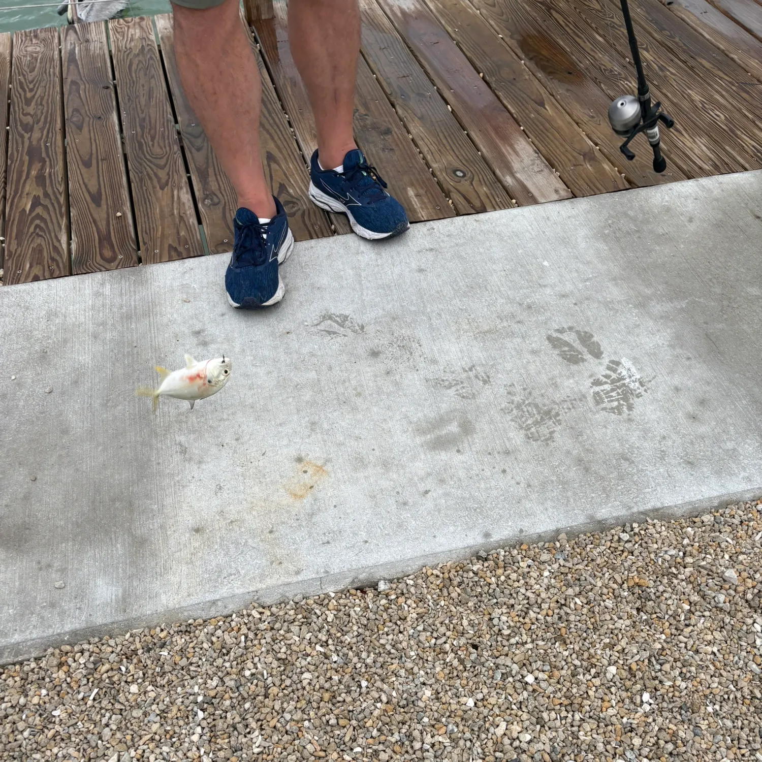 The most recent Florida pompano catches on Fishbrain