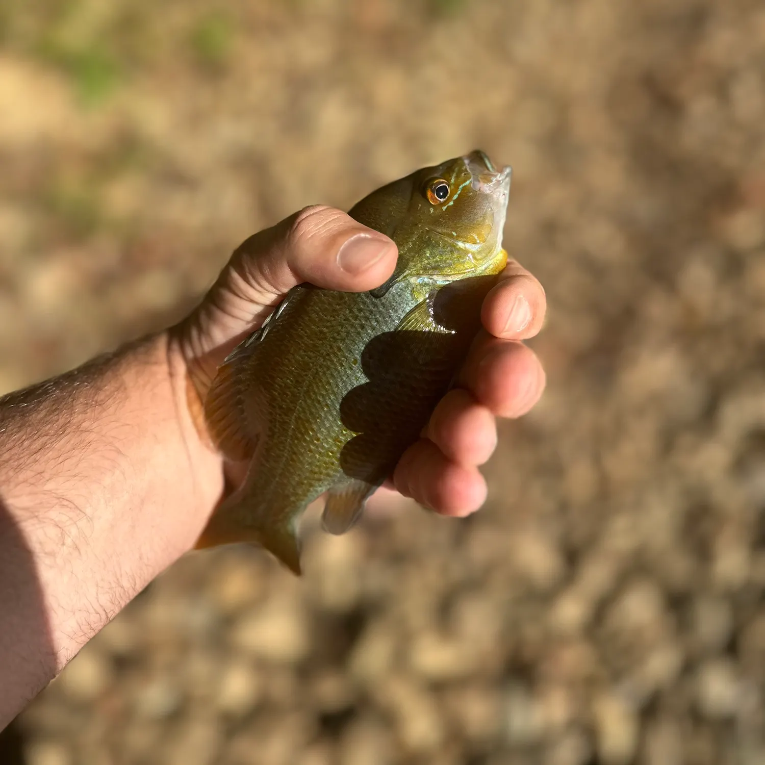 Redbreast sunfish caught on Fishbrain