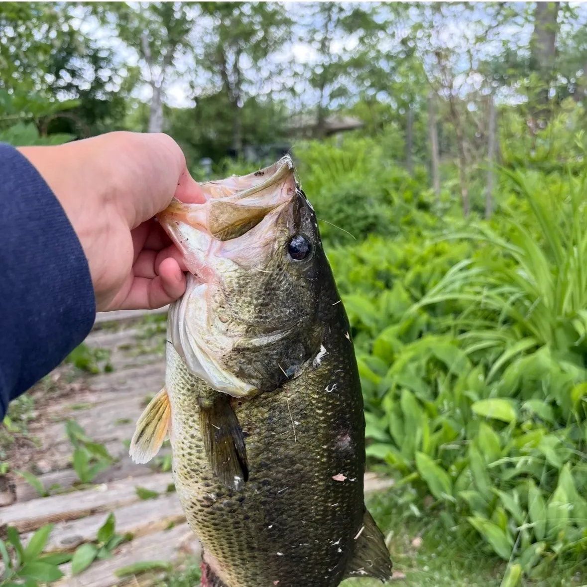Largemouth bass caught on Fishbrain