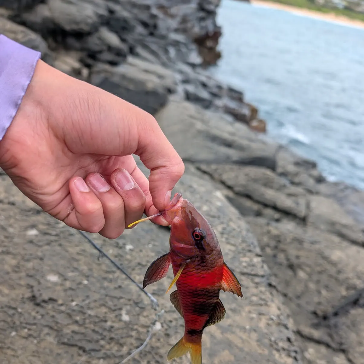 The most recent Manybar goatfish catches on Fishbrain