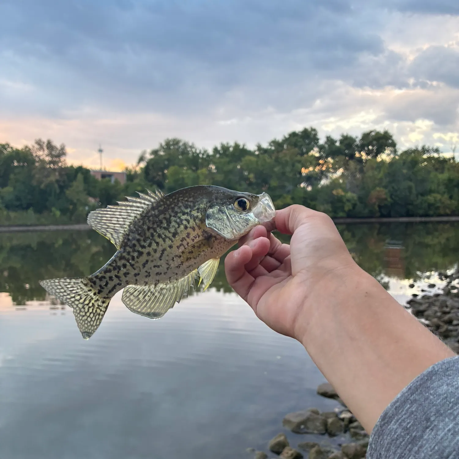 Black crappie caught on Fishbrain