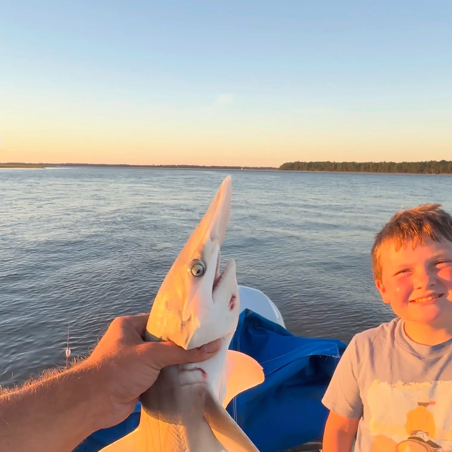 Bonnethead shark caught on Fishbrain