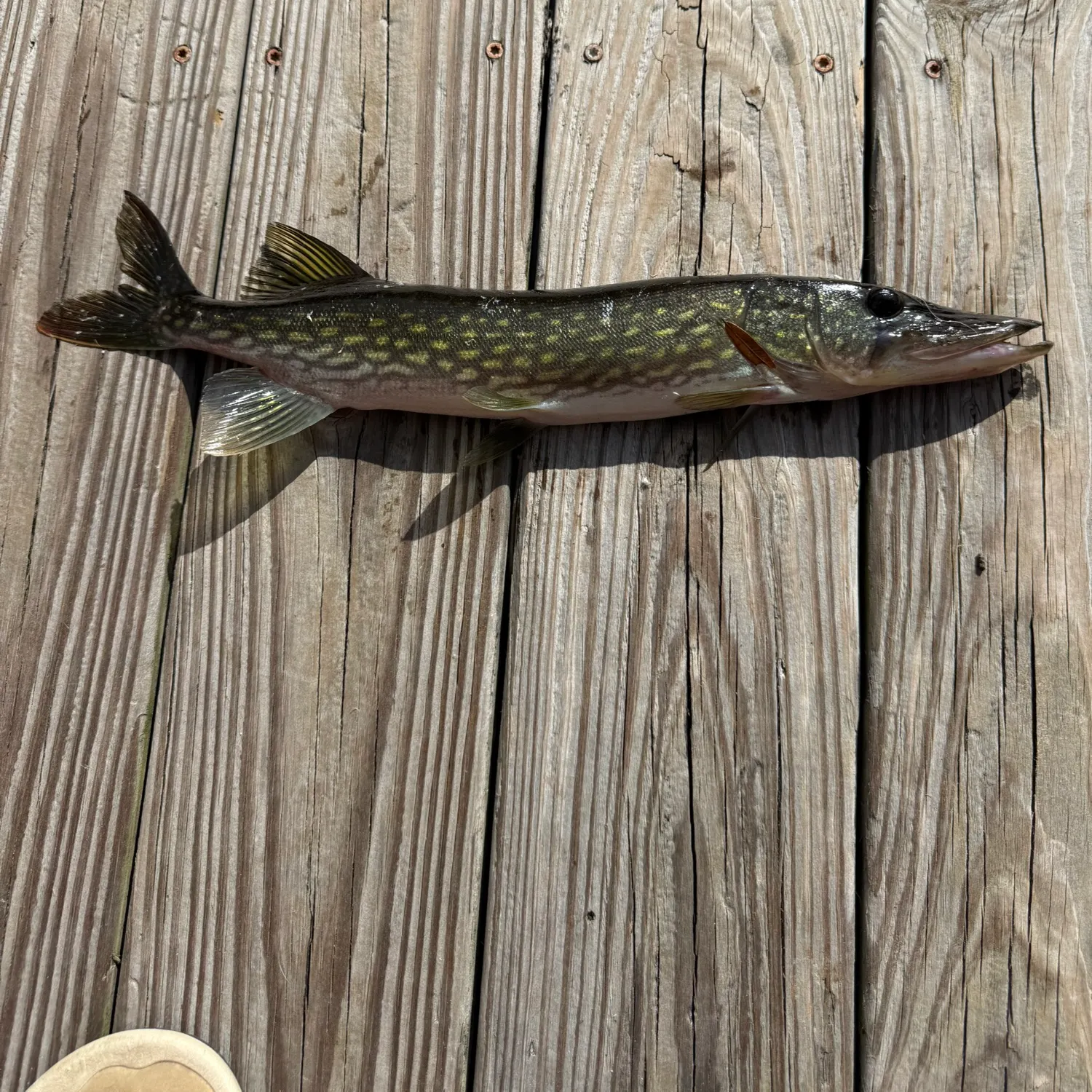 Chain pickerel caught on Fishbrain