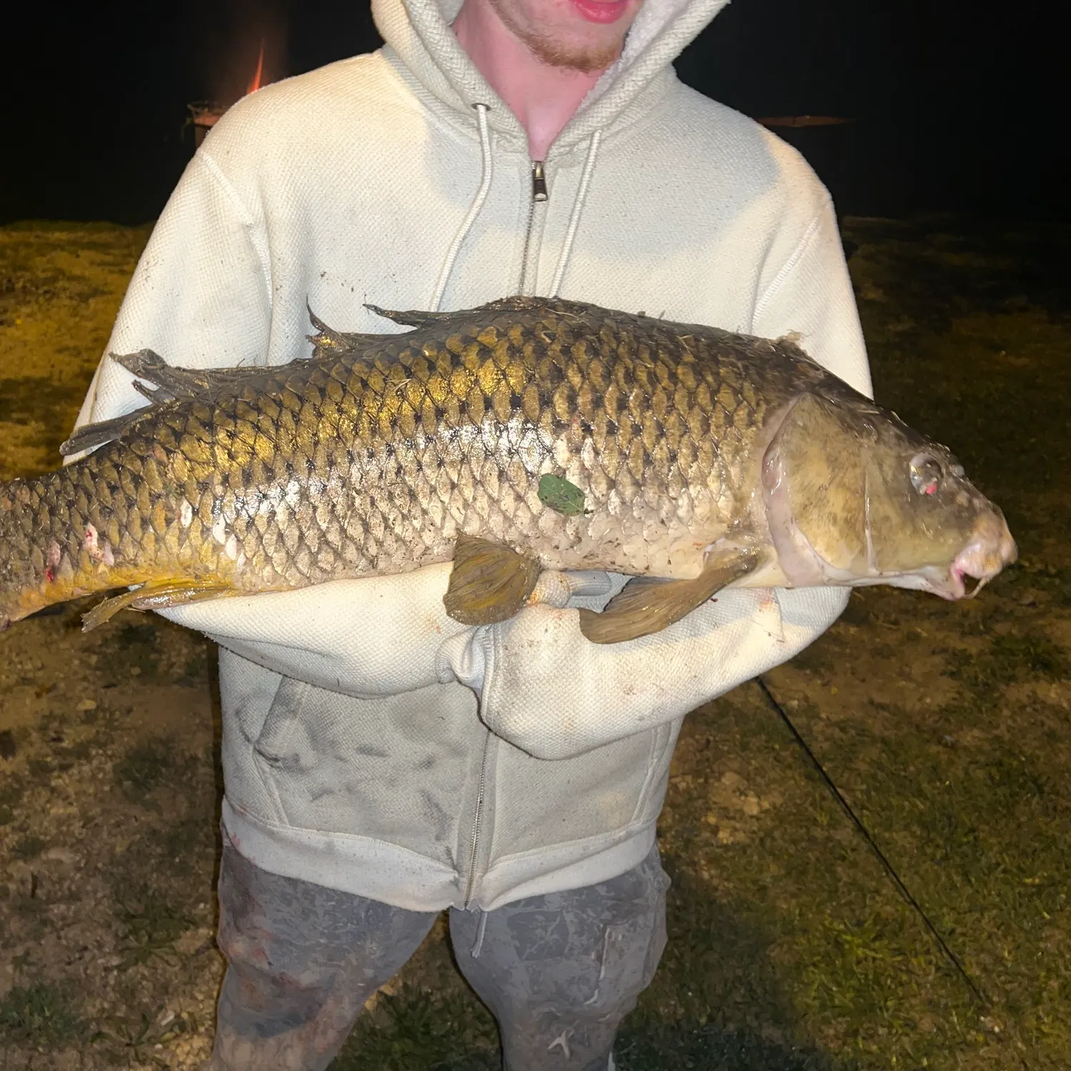 Common carp caught on Fishbrain