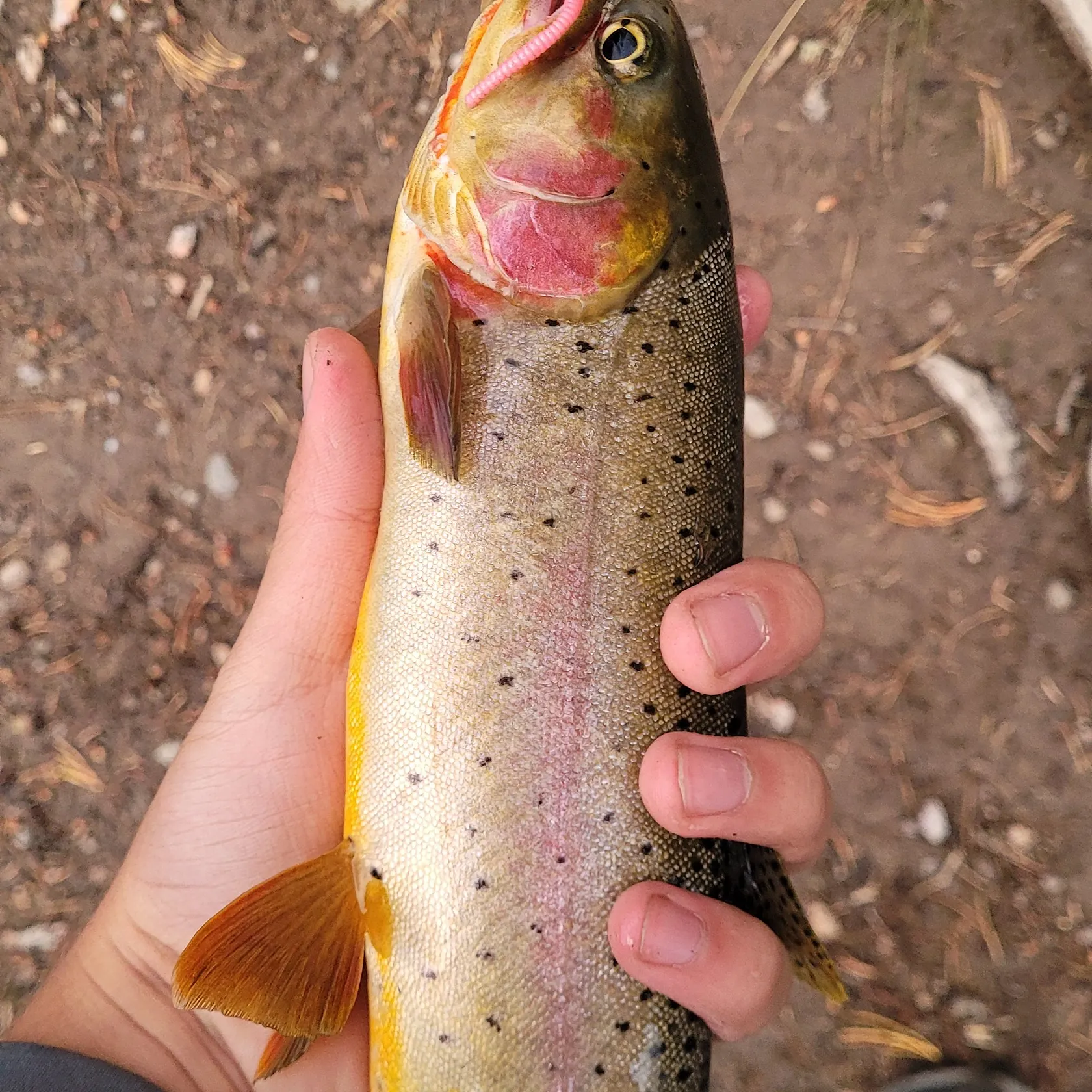 Yellowstone cutthroat trout caught on Fishbrain
