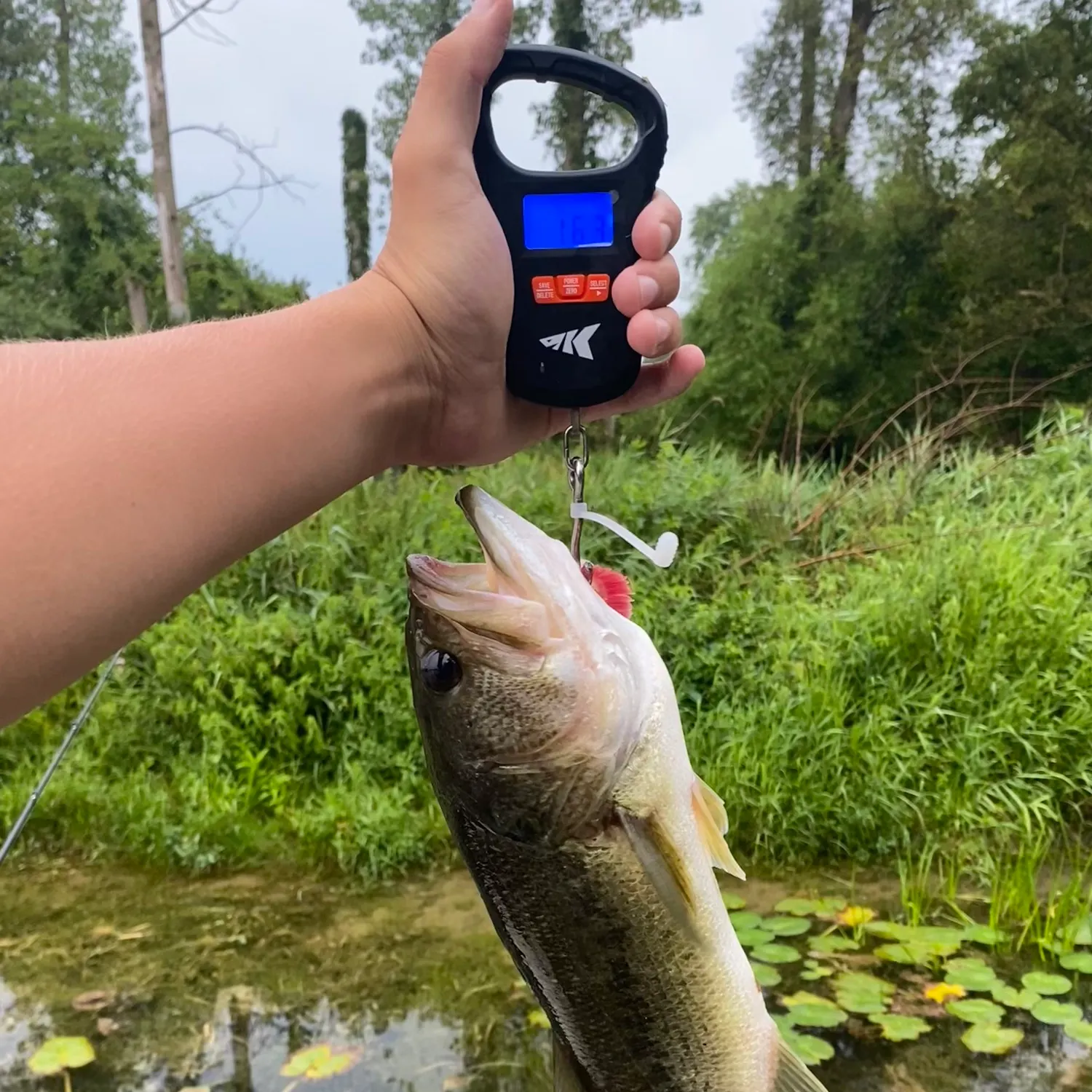 Largemouth bass caught on Fishbrain