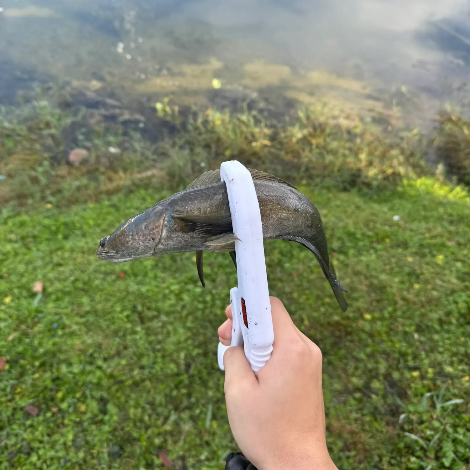 The most recent Bullseye snakehead catches on Fishbrain