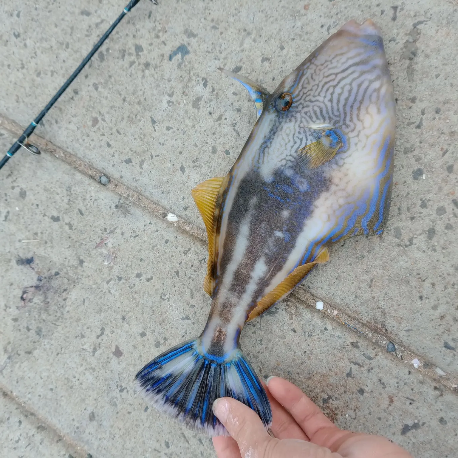 The most recent Black reef leatherjacket catches on Fishbrain