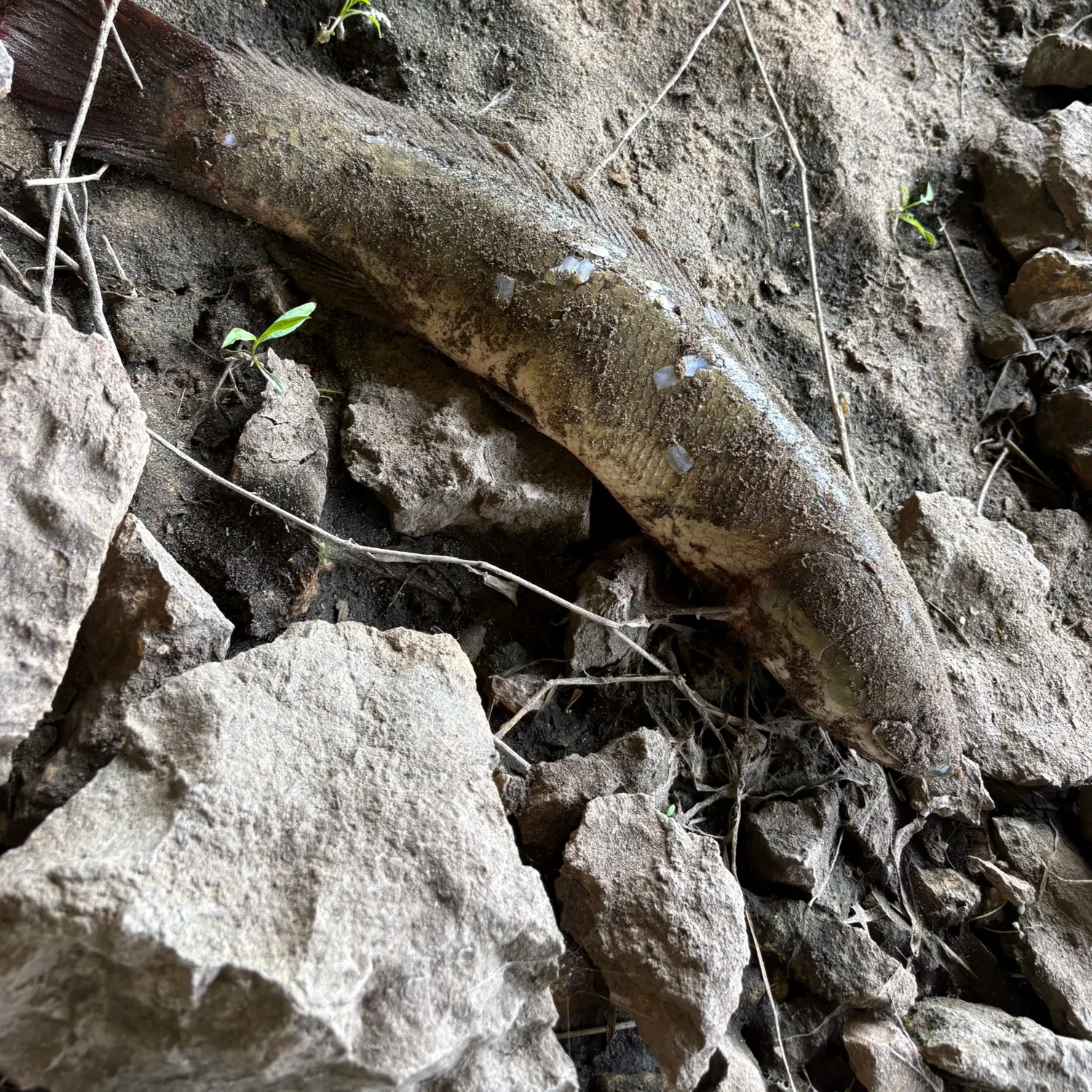 The most recent Ruddy bowfin catches on Fishbrain