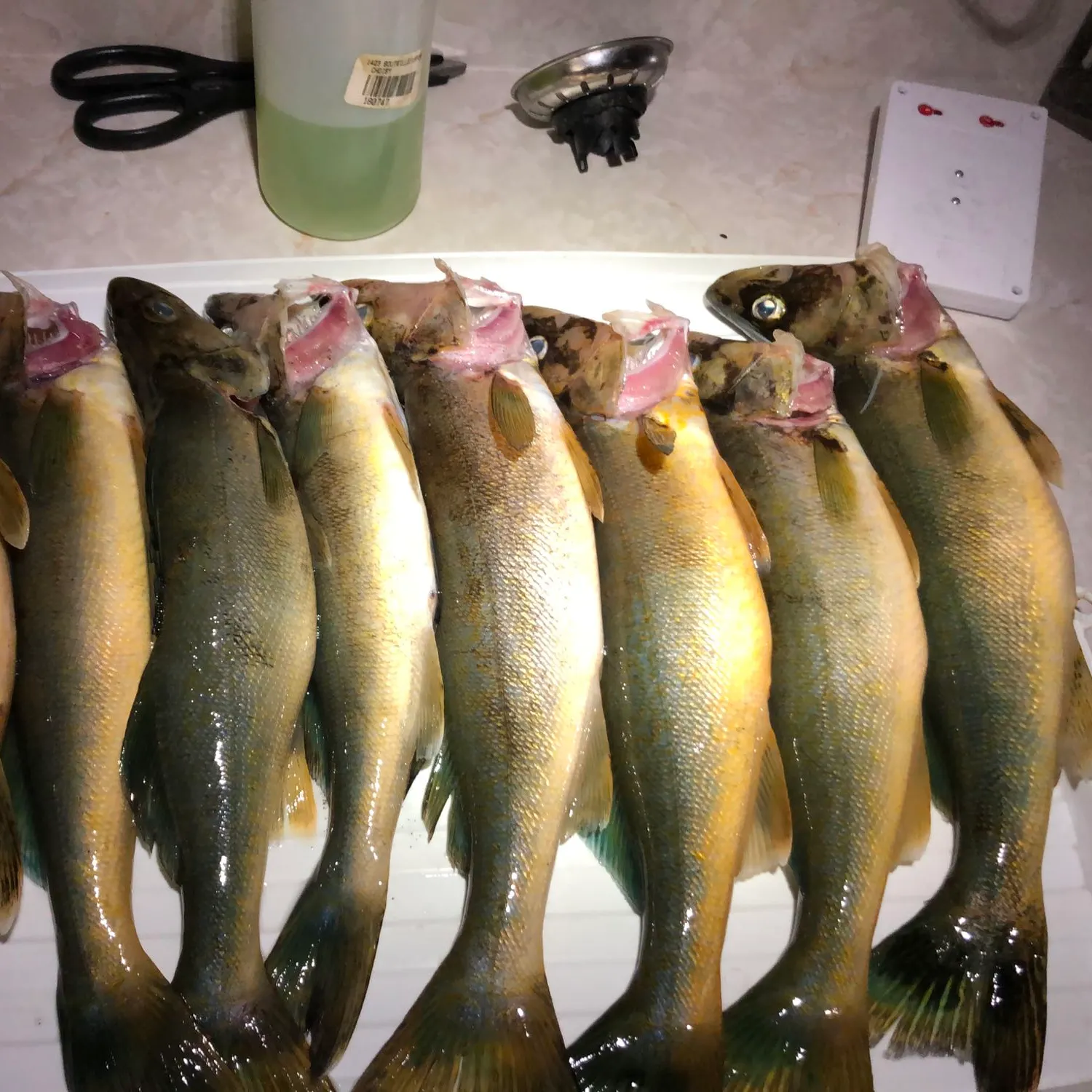 recently logged catches