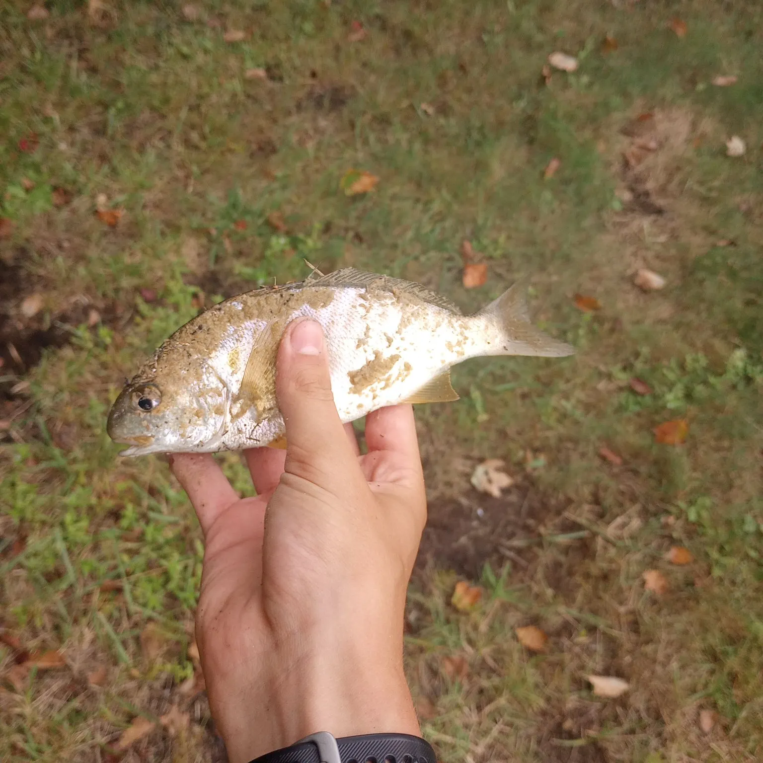 Spot croaker caught on Fishbrain