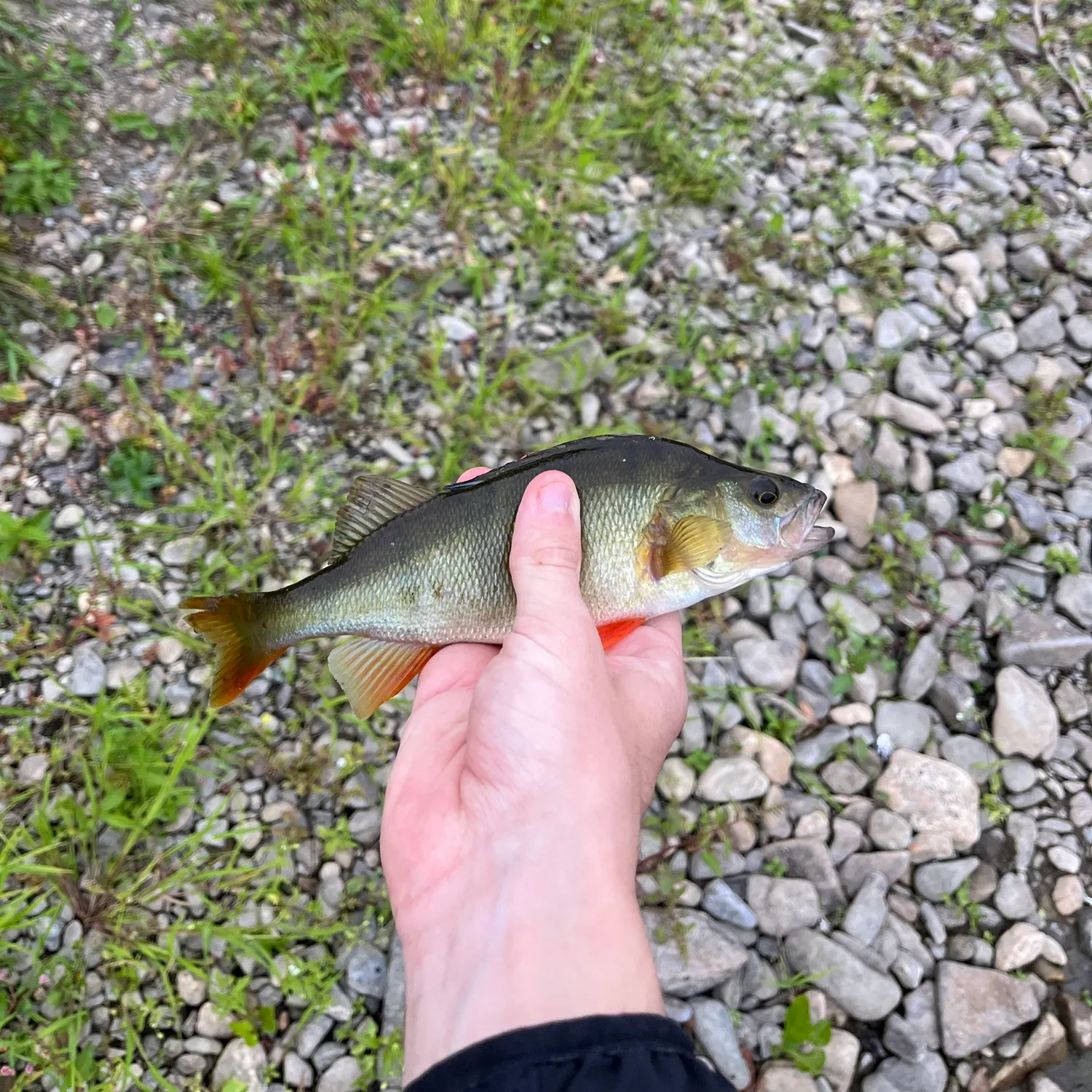 European perch caught on Fishbrain