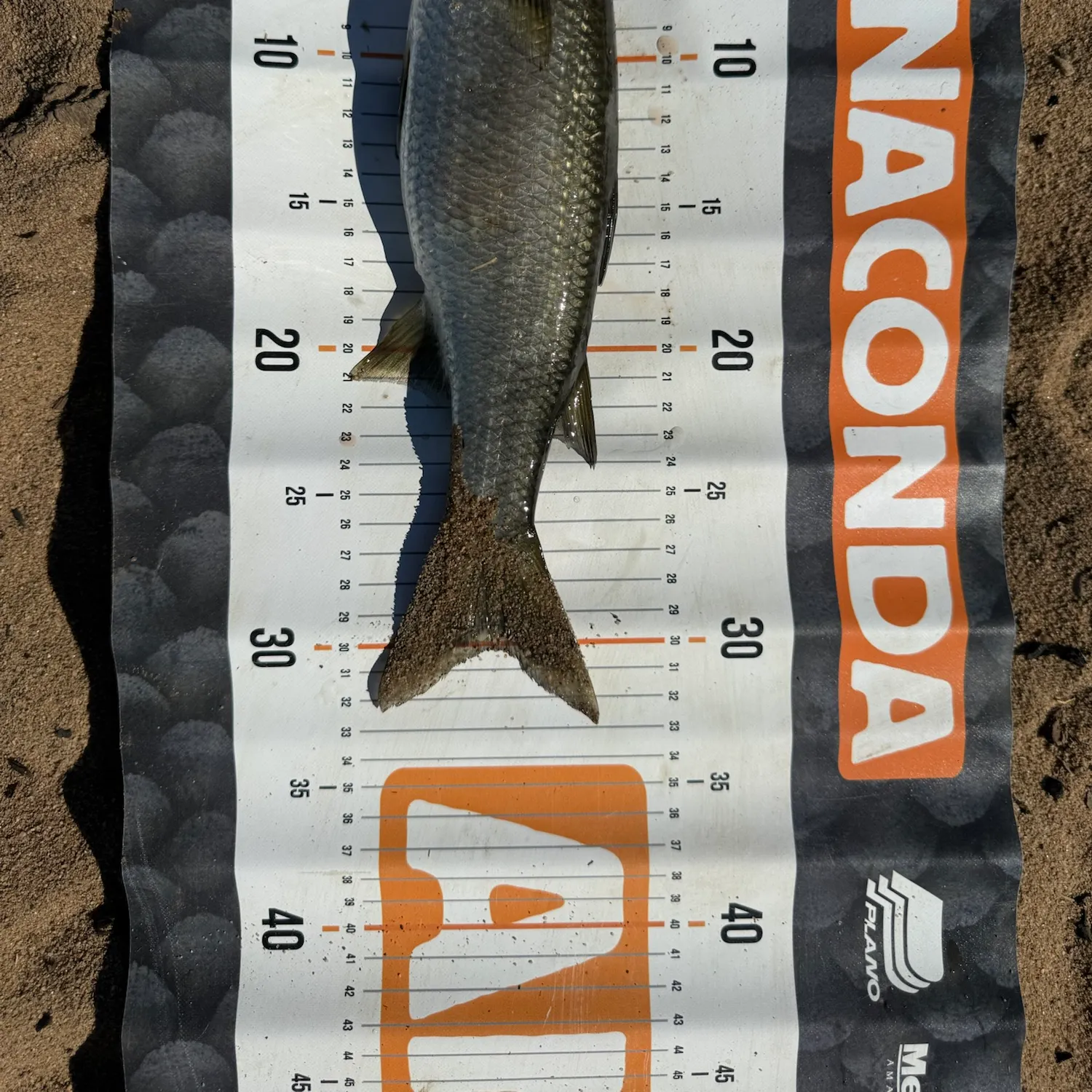 The most recent Largescale mullet catches on Fishbrain