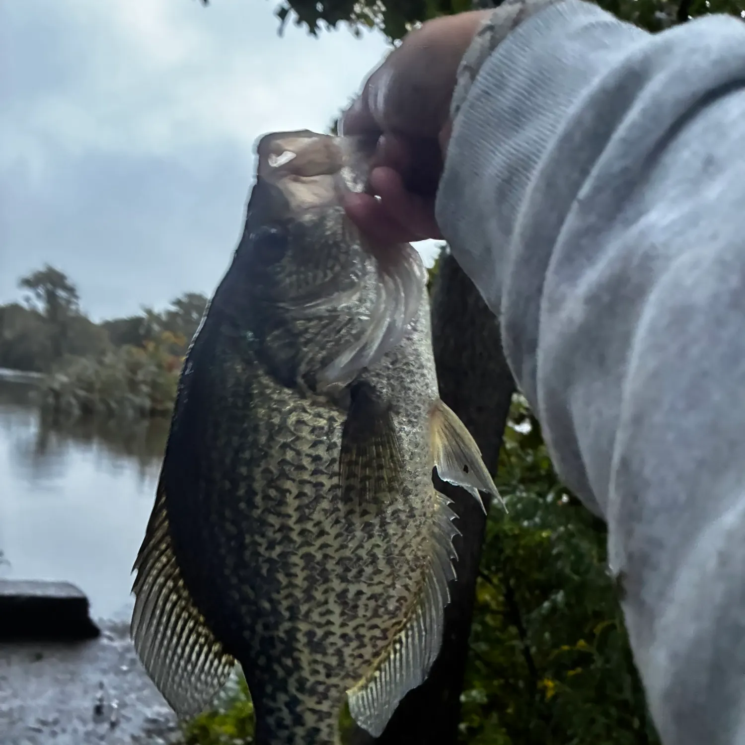 Black crappie caught on Fishbrain