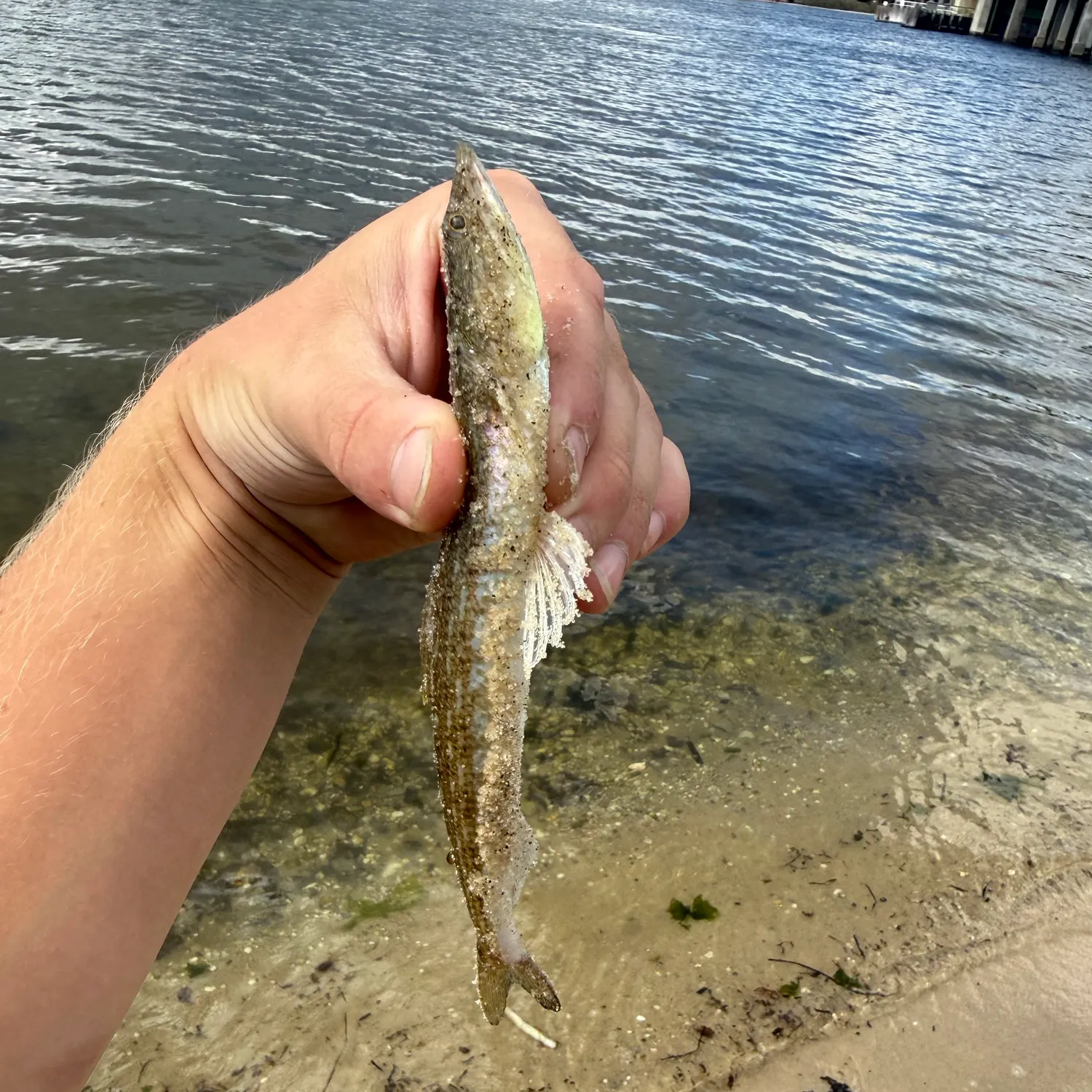 Inshore lizardfish caught on Fishbrain