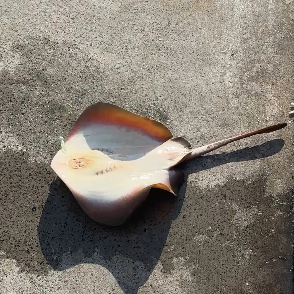 The most recent Common stingaree catches on Fishbrain