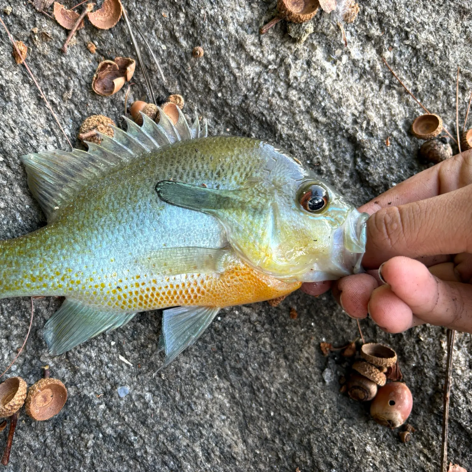 Fish caught on Fishbrain