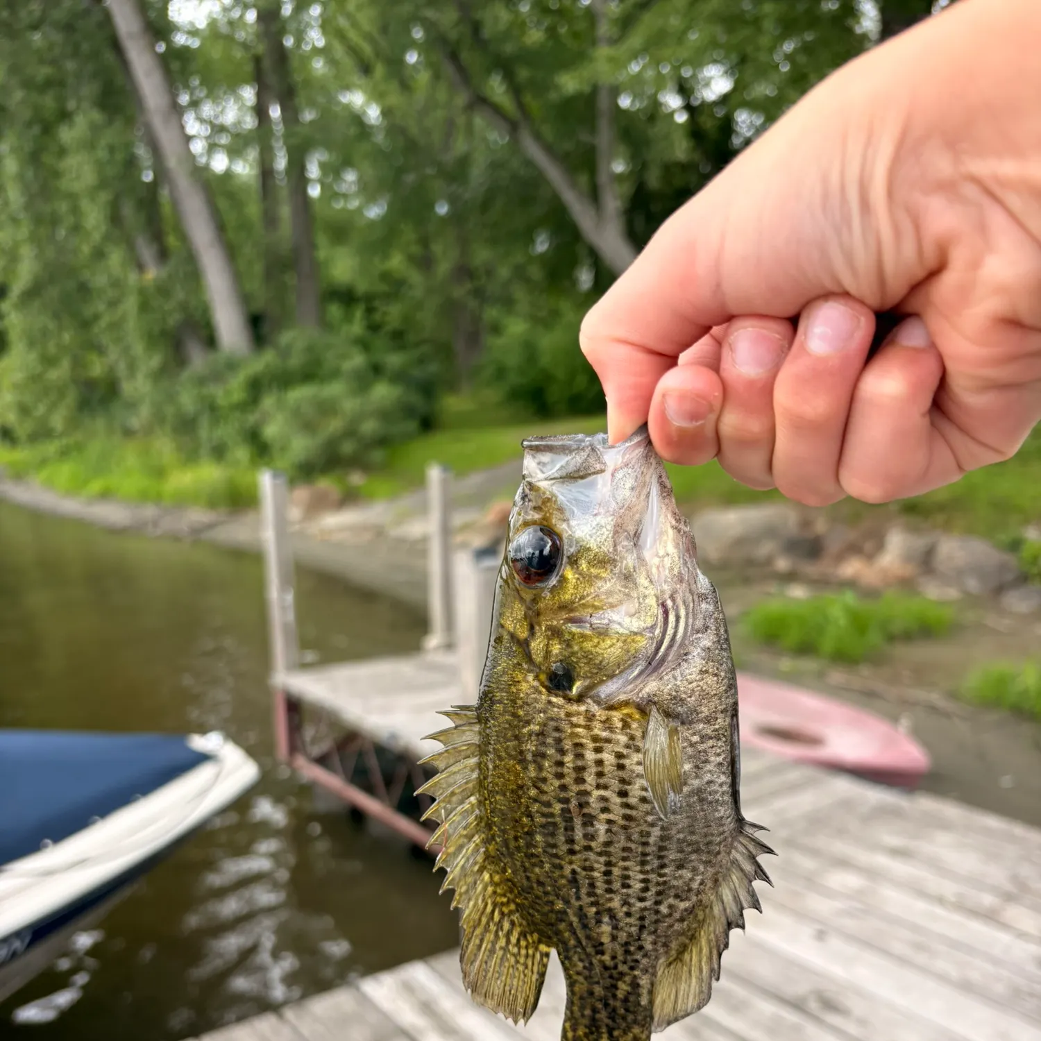 Fish caught on Fishbrain