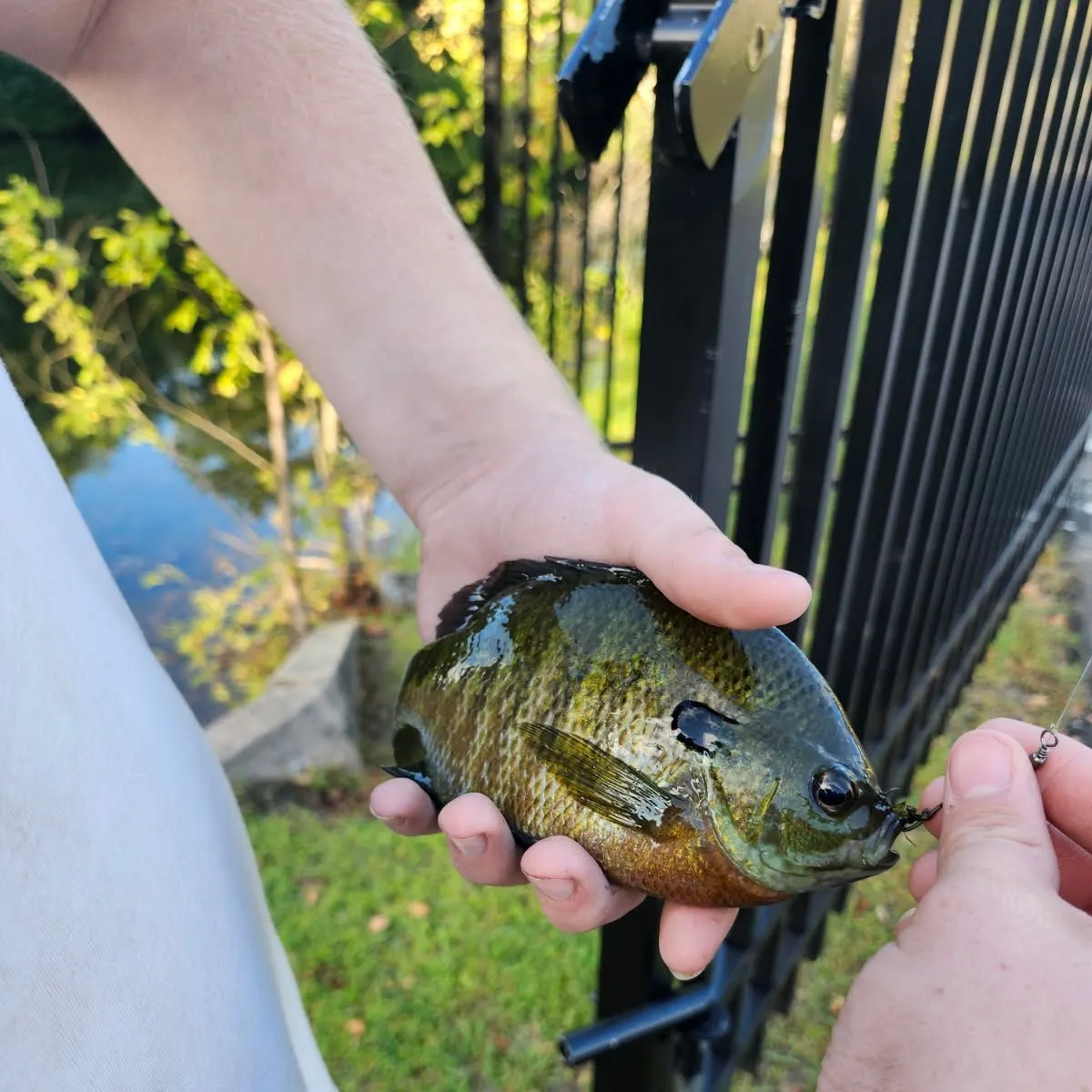 Bluegill caught on Fishbrain