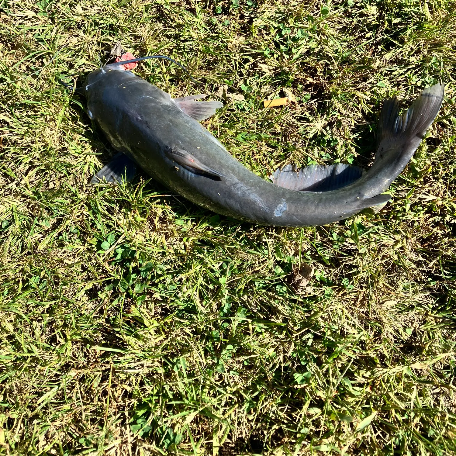 Channel catfish caught on Fishbrain