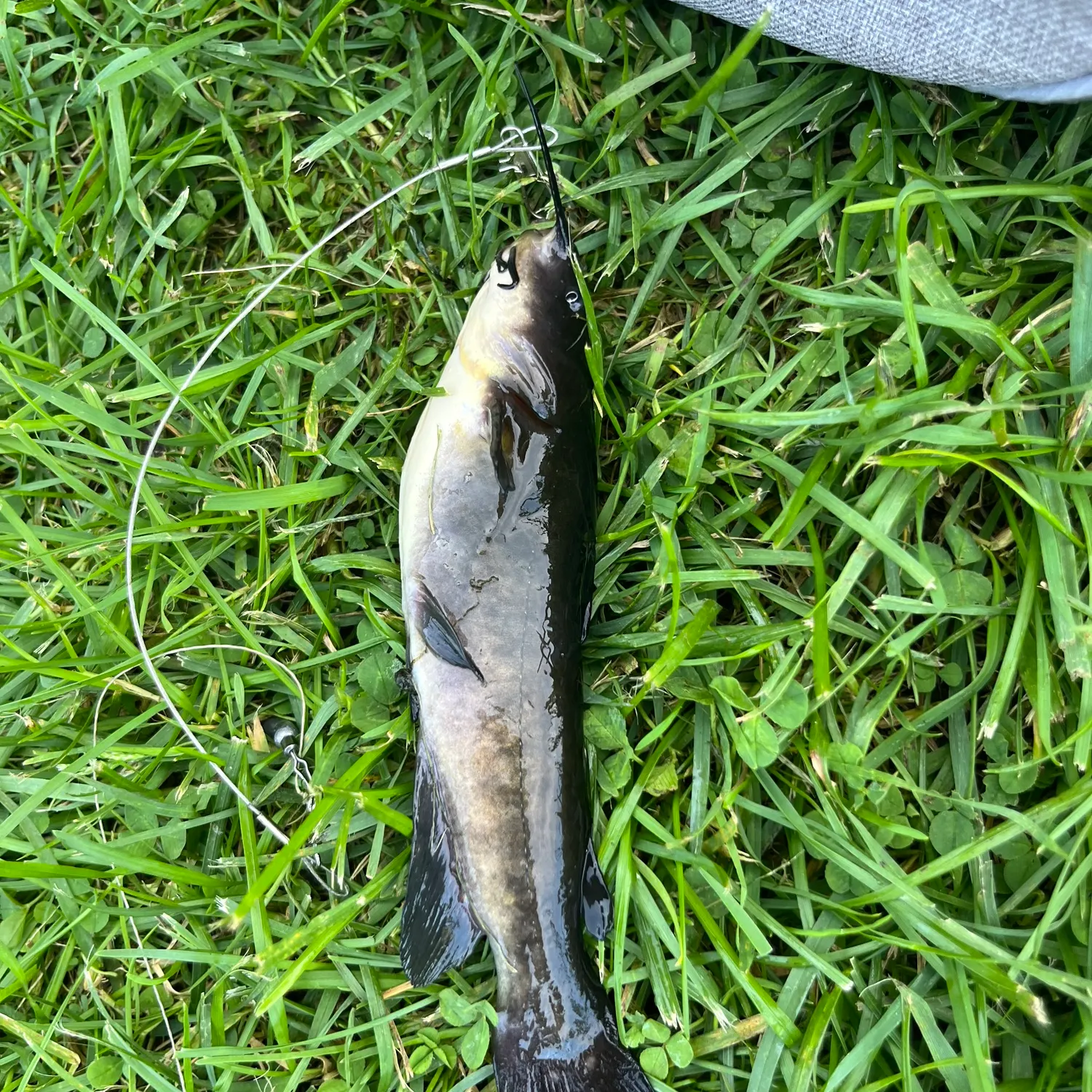 Black bullhead caught on Fishbrain