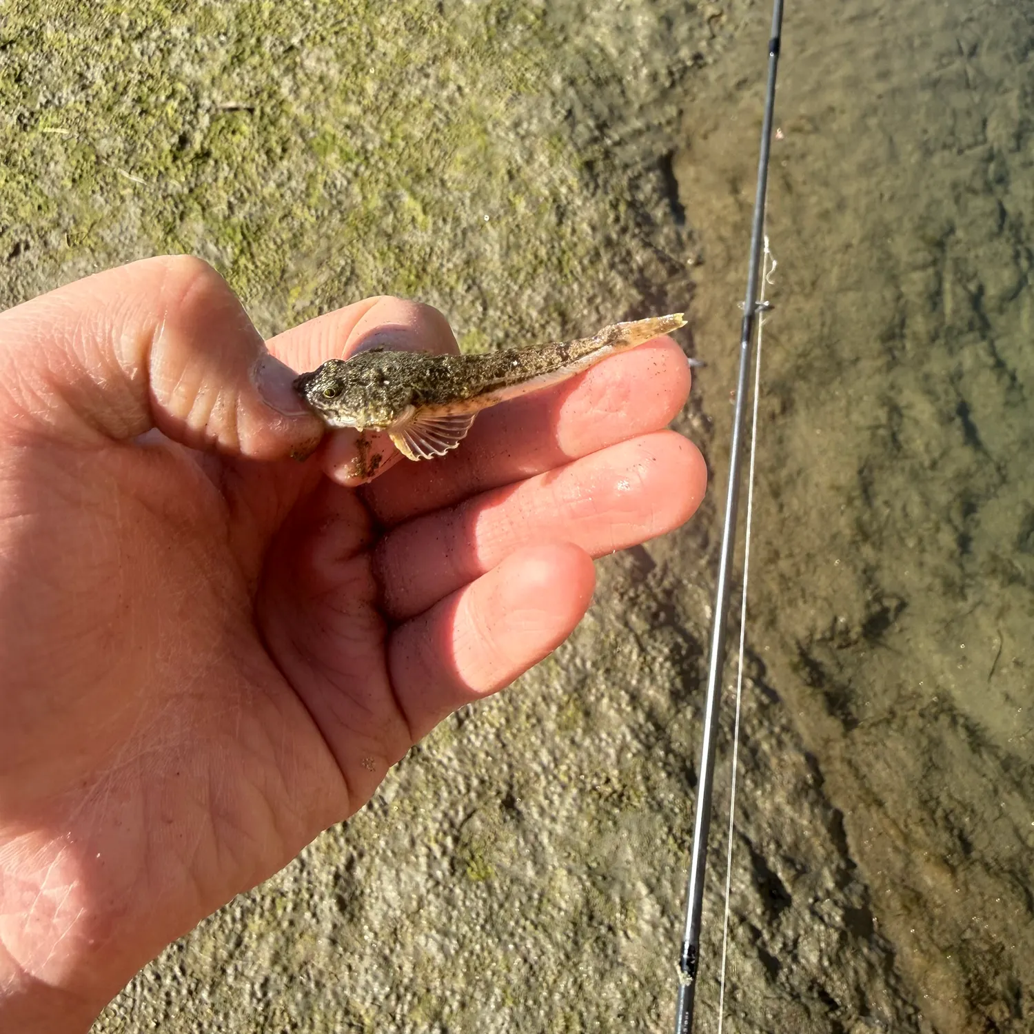 The most recent Pacific staghorn sculpin catches on Fishbrain