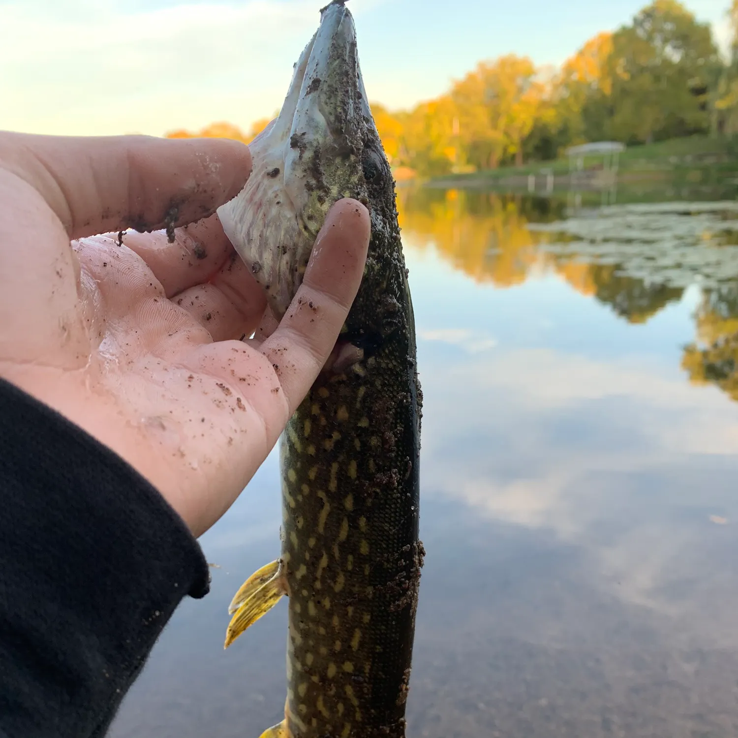 Northern pike caught on Fishbrain