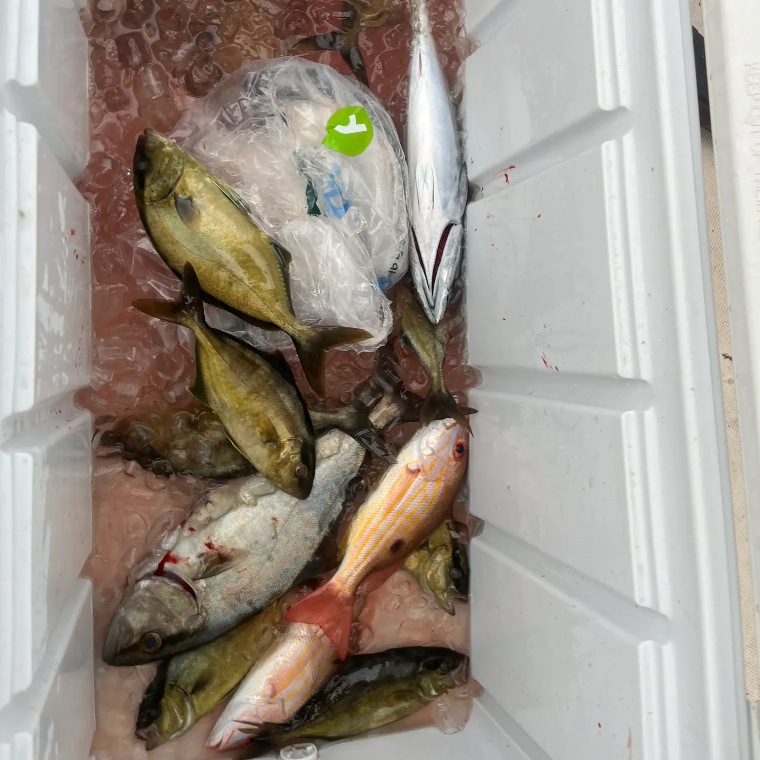 The most recent Almaco jack catches on Fishbrain