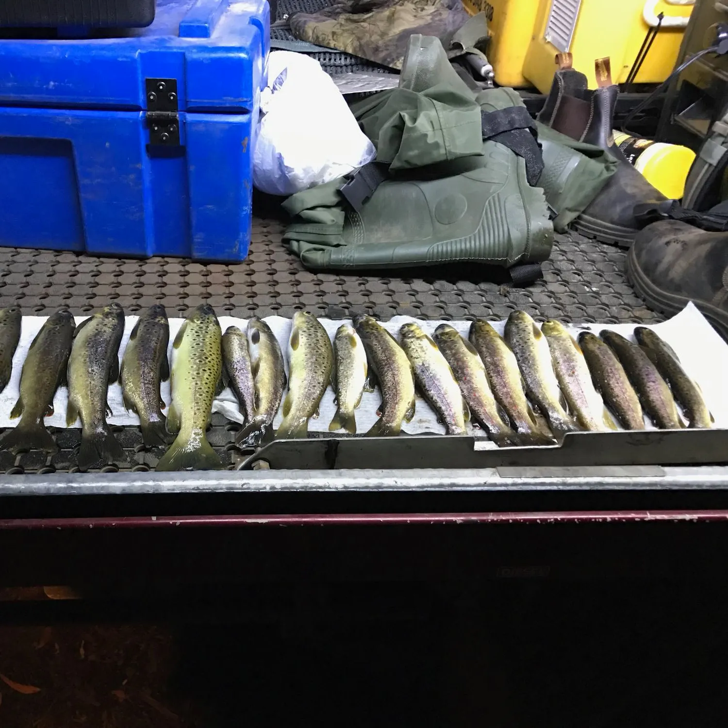 recently logged catches