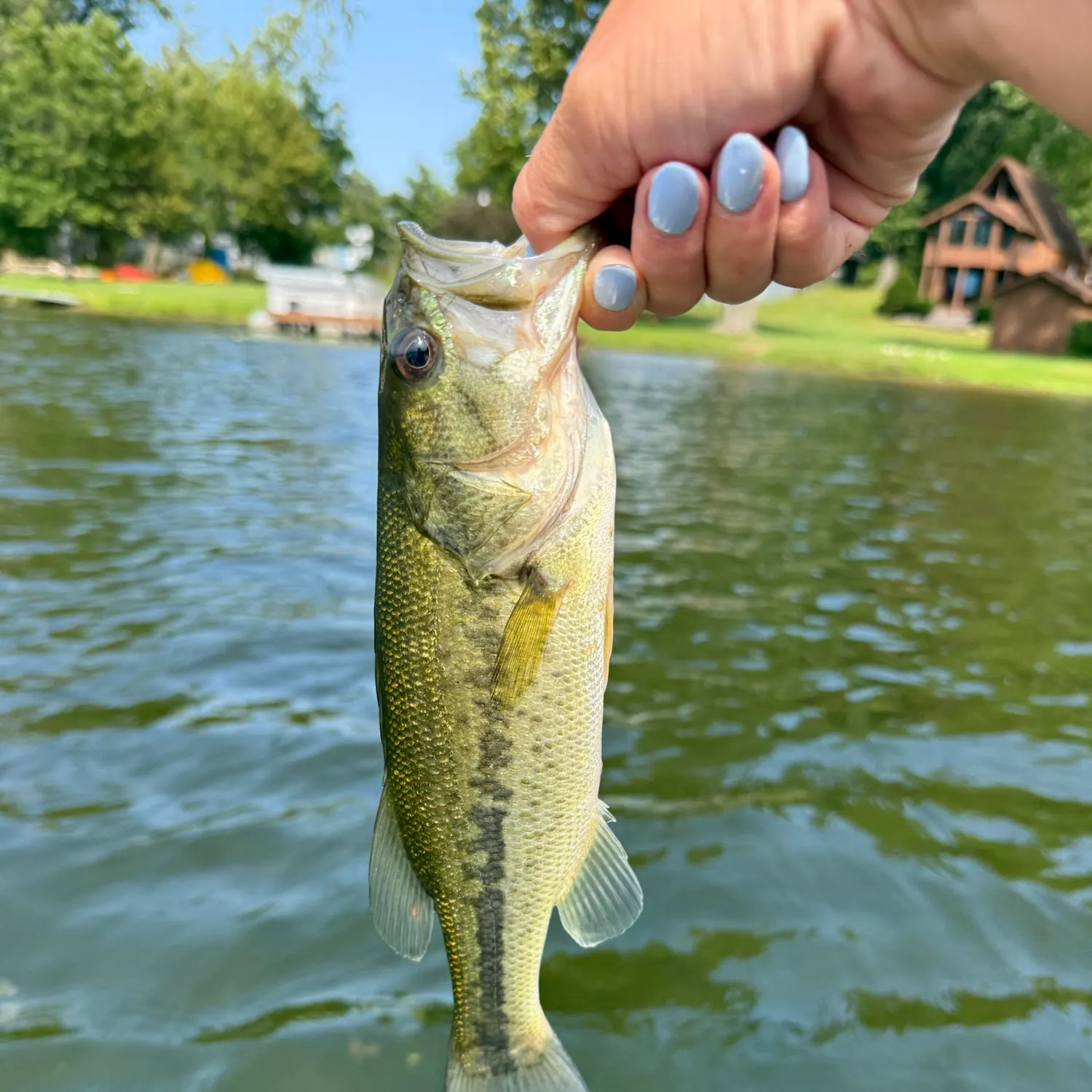 Largemouth bass caught on Fishbrain
