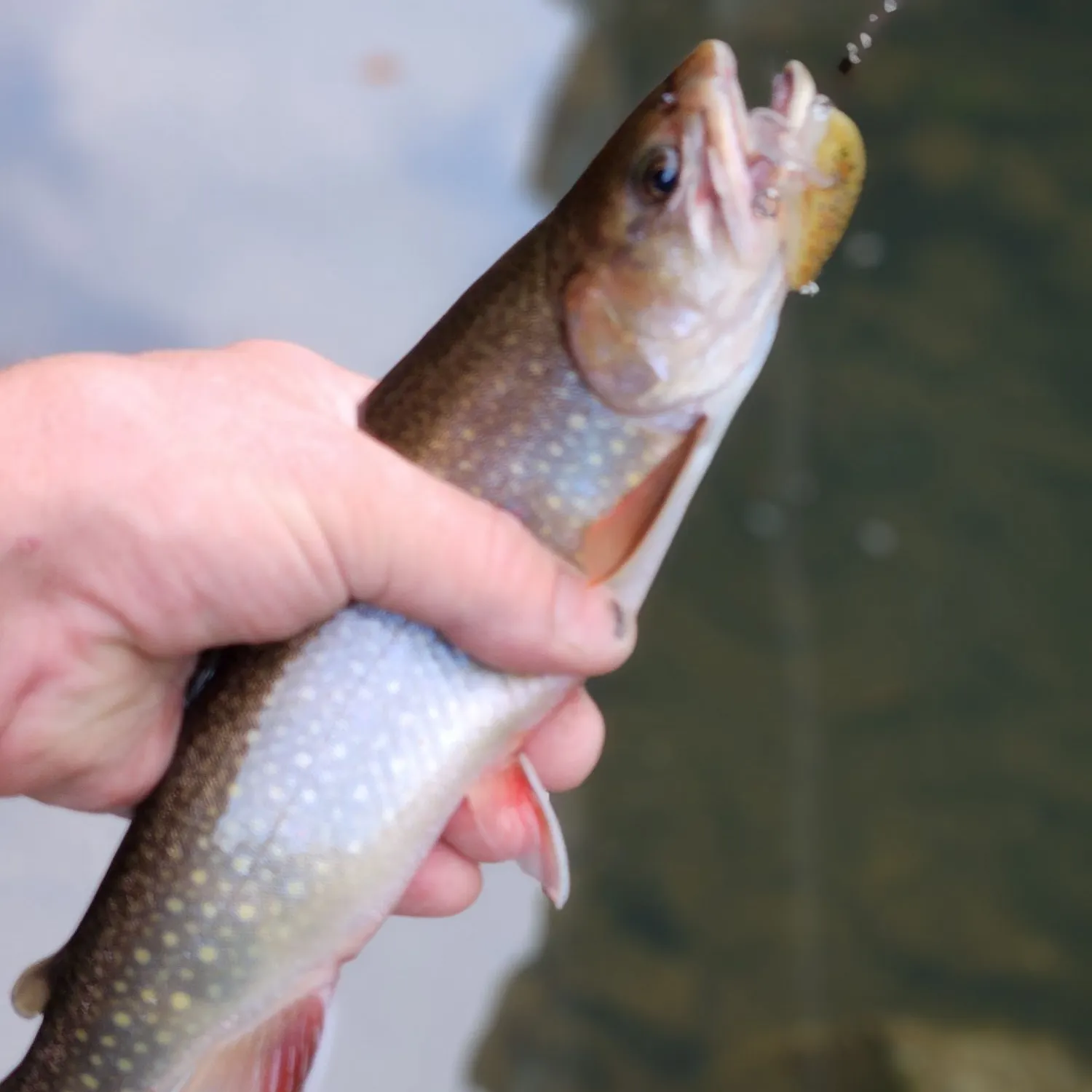 Brook trout caught on Fishbrain